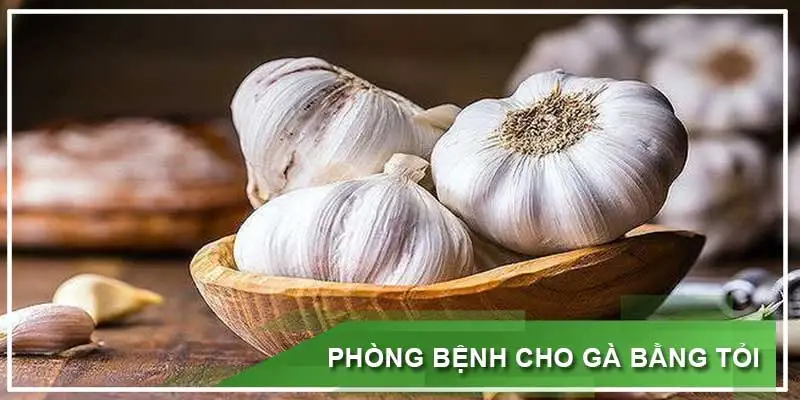 Hướng dẫn phòng bệnh cho gà bằng tỏi hiệu quả