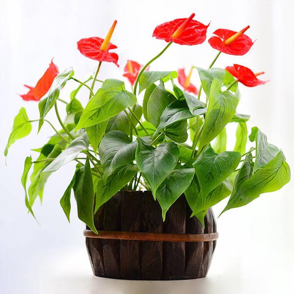 Hoa Hồng Môn: Ý Nghĩa Phong Thủy Ít Người Biết - CafeLand.Vn