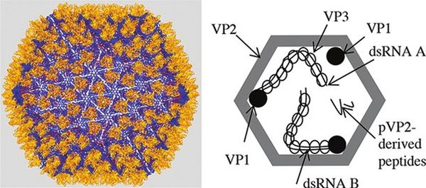 Cấu trúc virus IBD