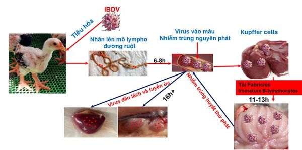 Cơ chế gây bệnh Gumboro