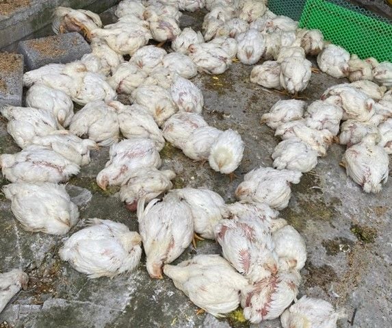 Gà nằm liệt lông bết