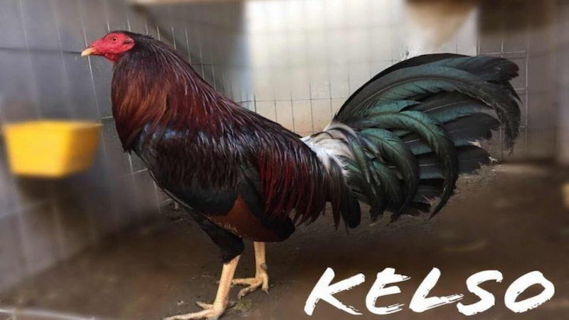 Lối đá khôn ngoan của chiến kê dòng Kelso