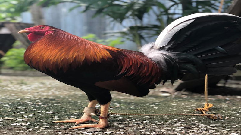 Chăm sóc và huấn luyện gà Kelso chuyên nghiệp