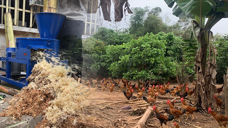 Mô hình trồng chuối nuôi gà khép kín