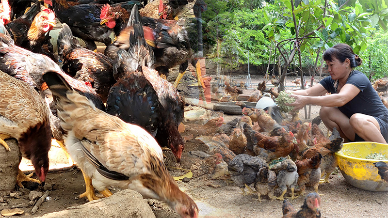 Dinh dưỡng trong thân cây chuối đối với đàn gà