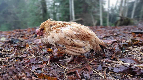 Bệnh cầu trùng ở gà | Nguyên nhân, tác hại, cách điều trị hiệu quả nhất